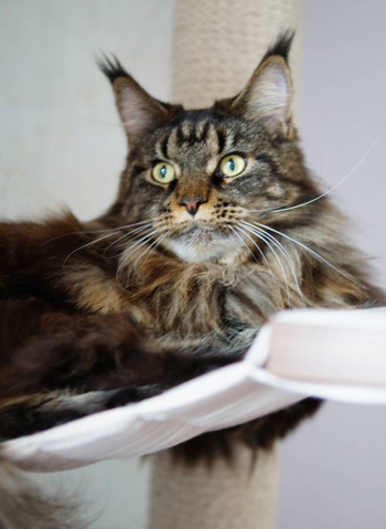 cattery Maine coons